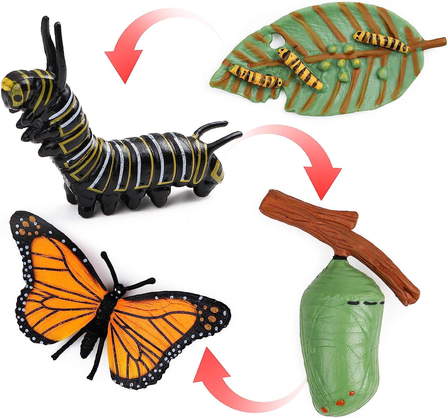 Butterfly Life Cycle