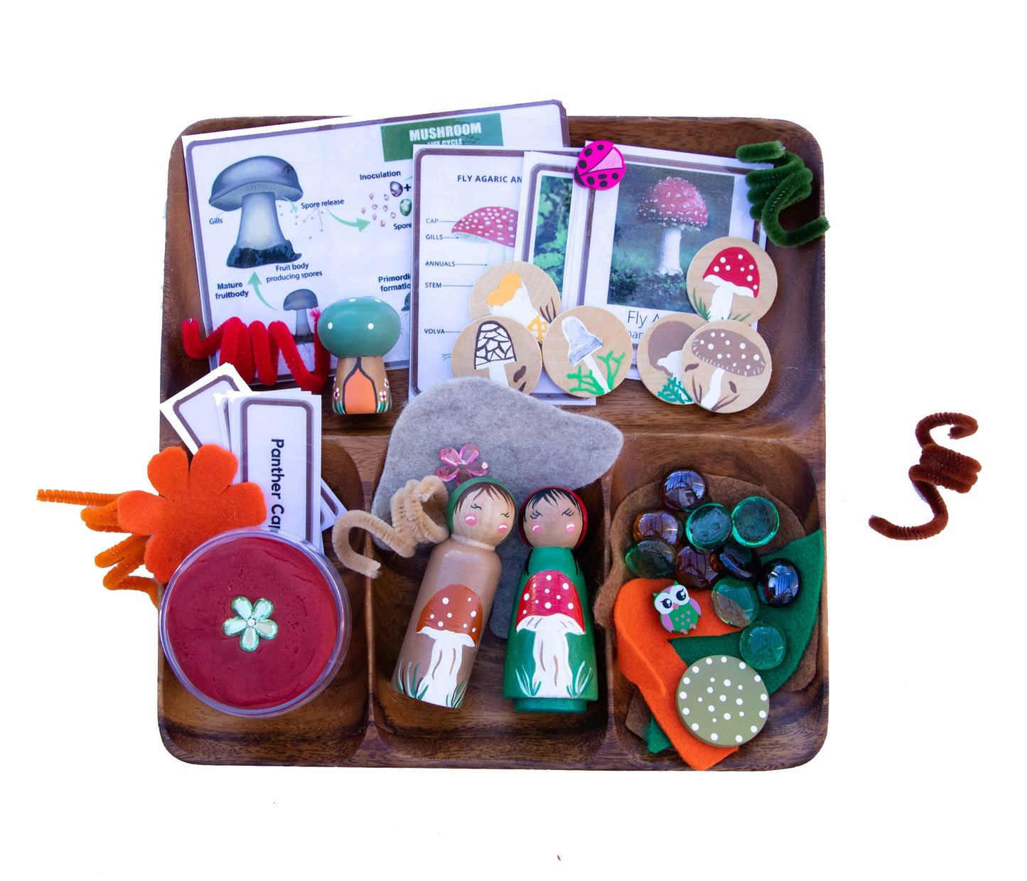 Montessori Toys: Mushroom Life Cycle