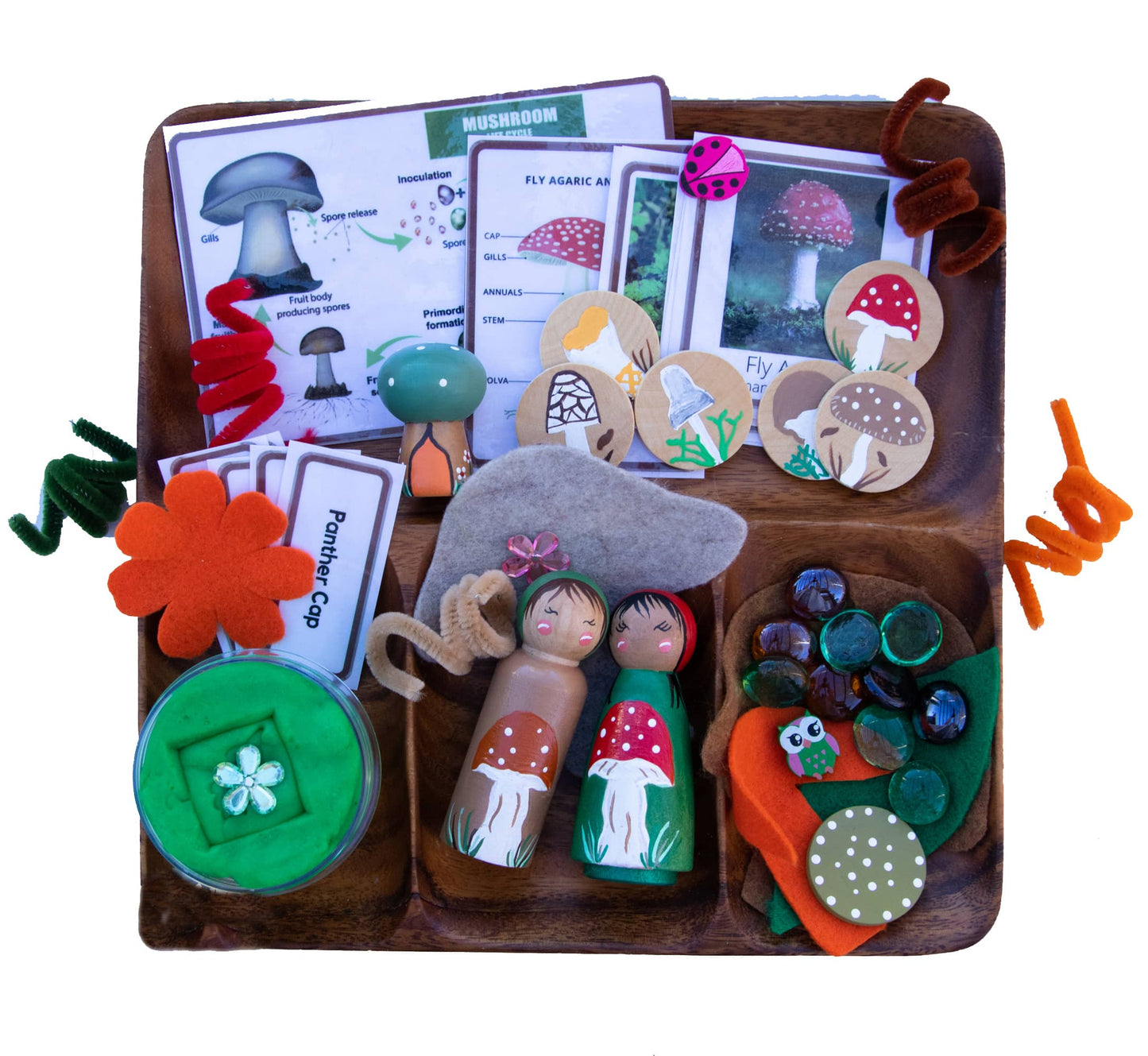 Montessori Toys: Mushroom Life Cycle