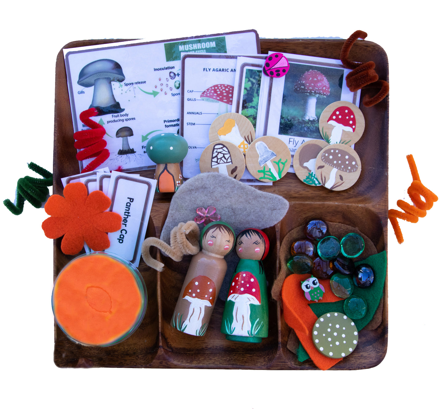 Montessori Toys: Mushroom Life Cycle