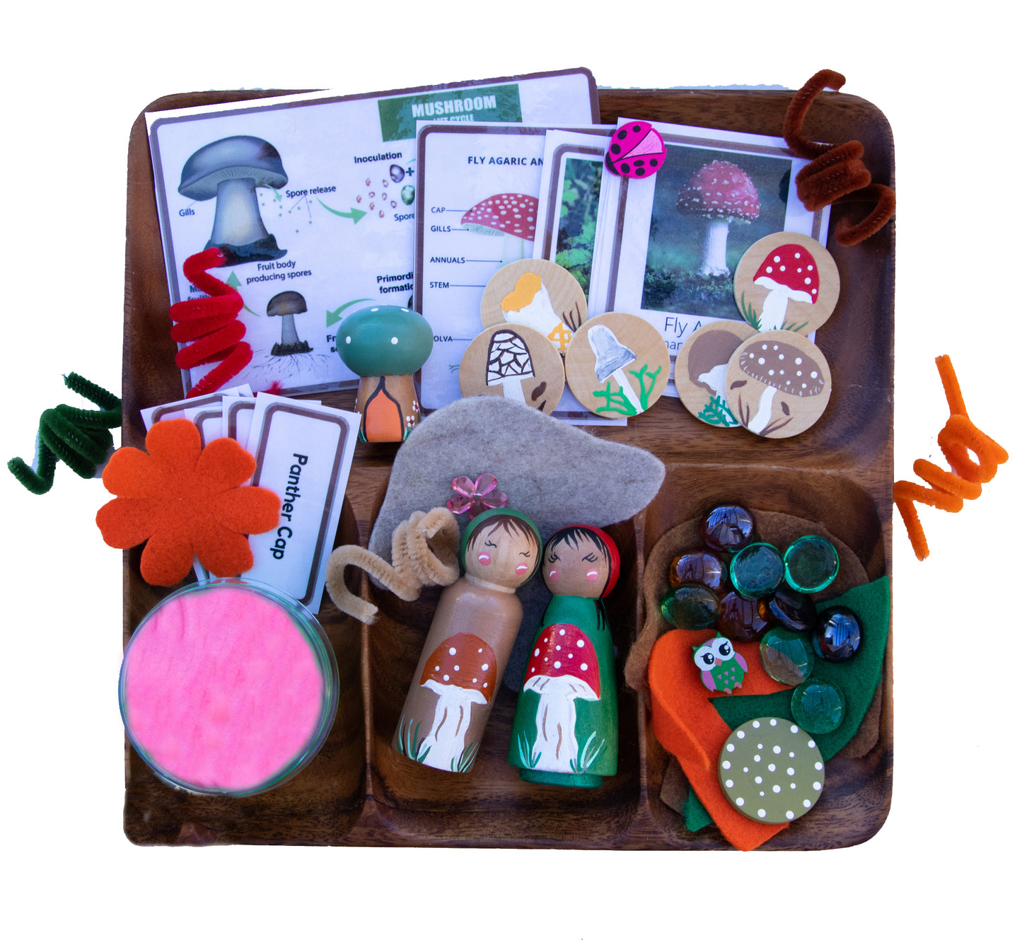 Montessori Toys: Mushroom Life Cycle