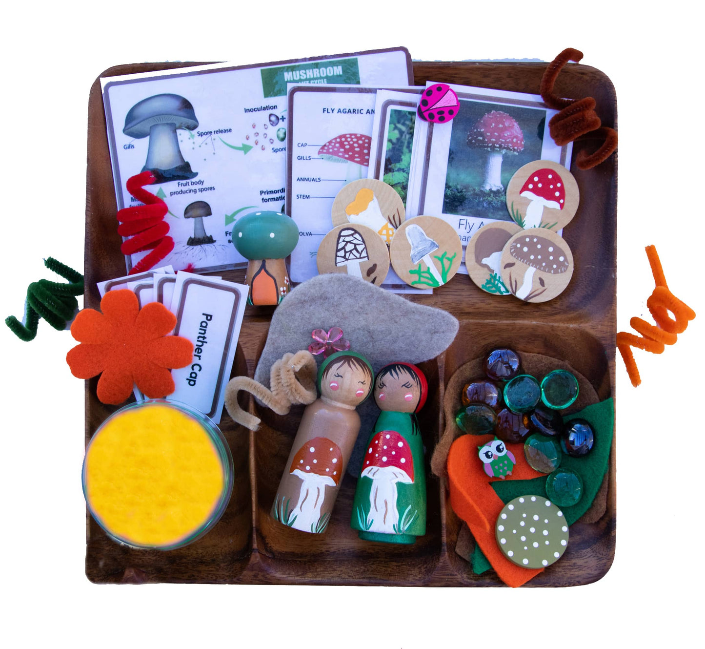 Montessori Toys: Mushroom Life Cycle